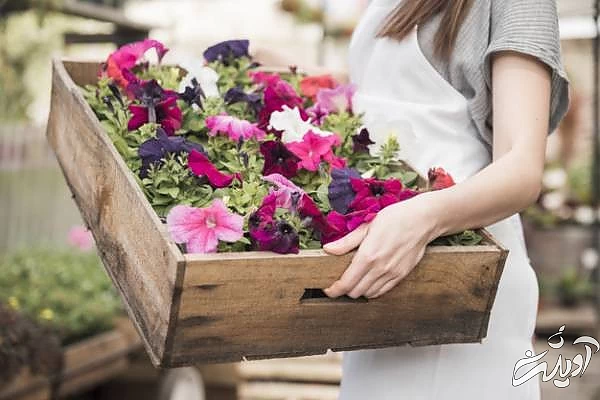 گل های تابستانی خانگی گل اطلسی